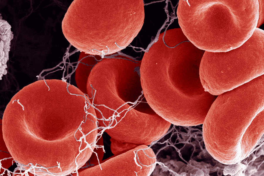close up view of red blood cells